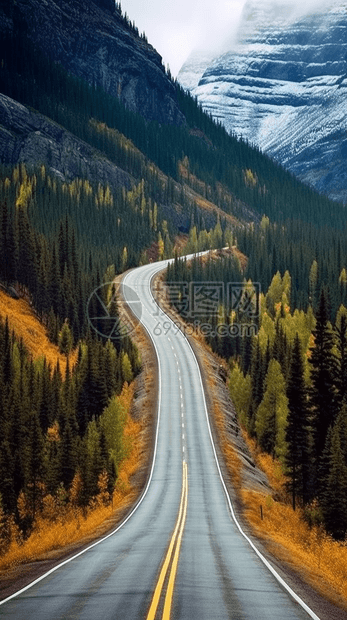 穿越松树林的道路图片