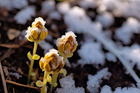 雪发芽在雪地里发芽背景