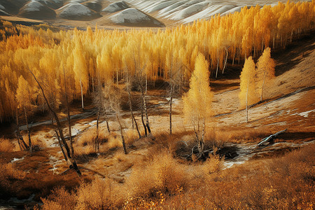 金色的秋天树木高清图片素材