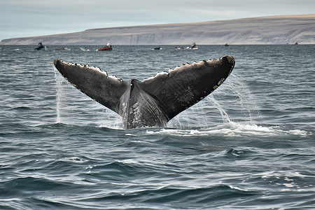 巨人座头鲸图片