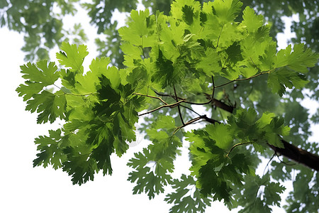 植物园绿色植物图片