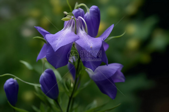 一枝牵牛花图片