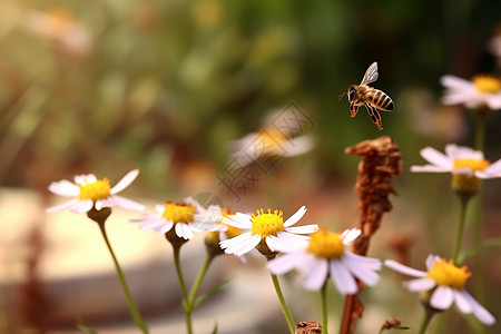 卡通蜜蜂春天的野花背景
