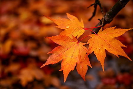 秋天的树枝立秋的枝叶高清图片