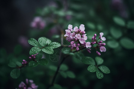 雨后的丁香花图片