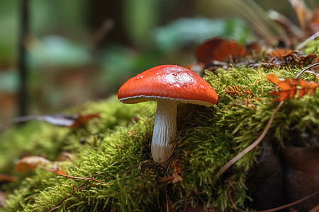 苔藓上的蘑菇图片