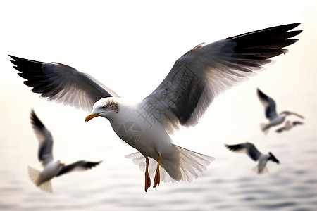 天空中飞翔的海鸥背景图片