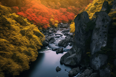 光雾山红叶背景图片