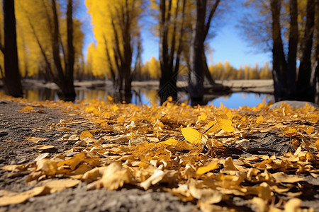 秋天景区中的落叶图片