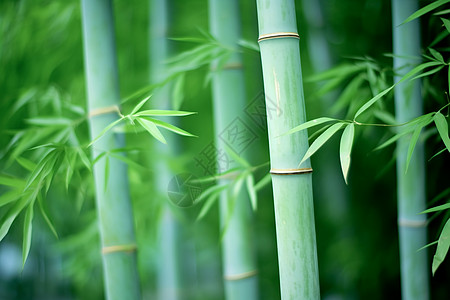 竹子贴图春天的竹子背景