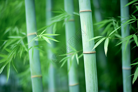 春天的竹子图片