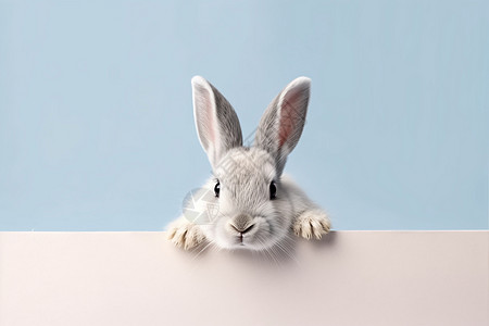 一只可爱的兔子背景图片
