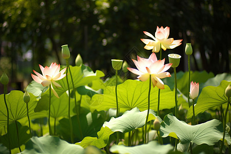 池塘的莲花图片