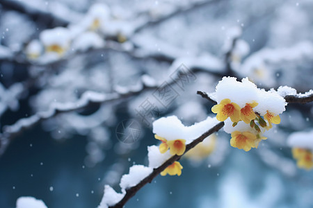 户外的梅花冬天雪景高清图片