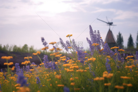 薰衣草花海图片