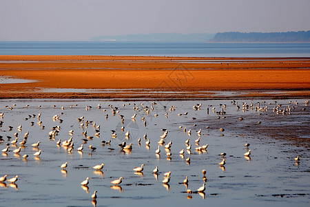 北戴河海滩上的鸽子群图片