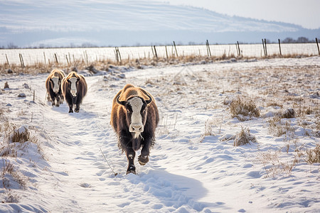 冬季的牧场图片