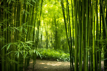 竹林景观夏季的竹海背景