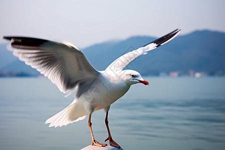 大海上盘旋的海鸥图片