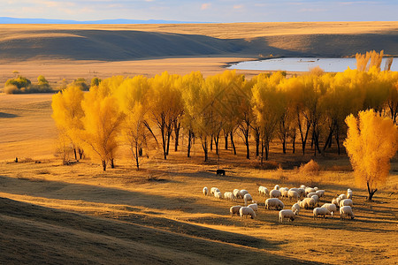阳光下照射的羊群图片