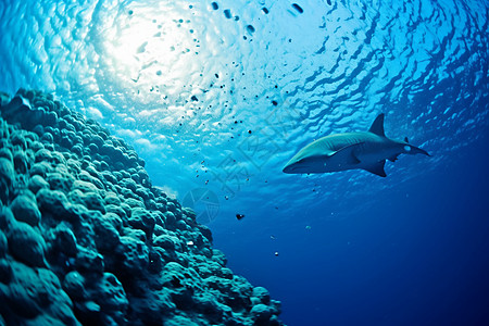 深海中的鲨鱼背景