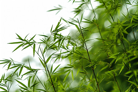 竹丛中的竹子高清图片
