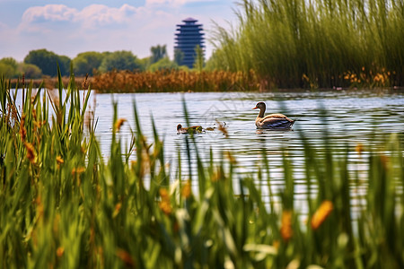 湿地公园的特写镜头图片