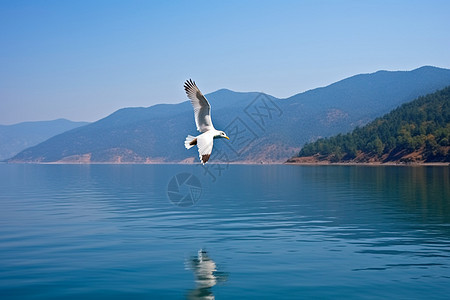 泸沽湖的自然景观图片