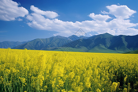 草原素材高清油菜花，白云，绿色，草原，蓝蓝的天空，山，花，高清背景