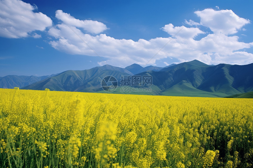 油菜花，白云，绿色，草原，蓝蓝的天空，山，花，高清图片