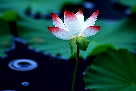 节气小暑荷花上的雨滴背景