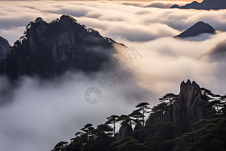 长满松树的大山图片