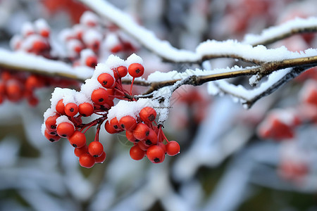 公园里的雪景背景图片