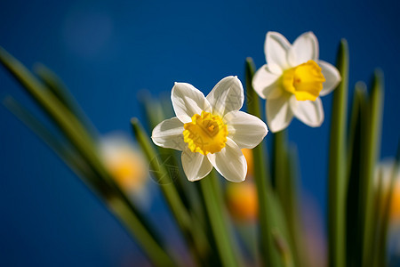 水仙花图片