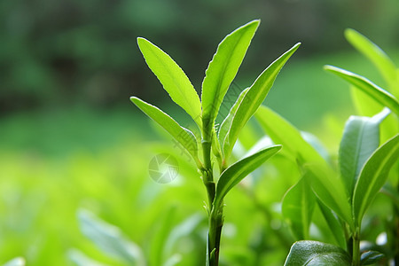 茶树上的嫩芽图片