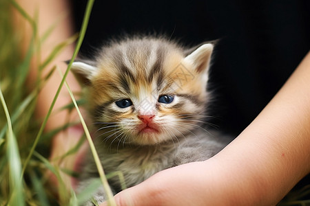 半睡半醒的宠物猫图片