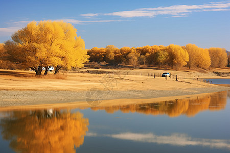 湖泊旁的金黄色树木图片