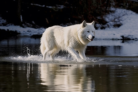 觅食的北极狼图片