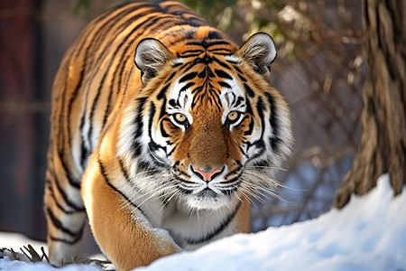 可爱的西伯利亚虎图片