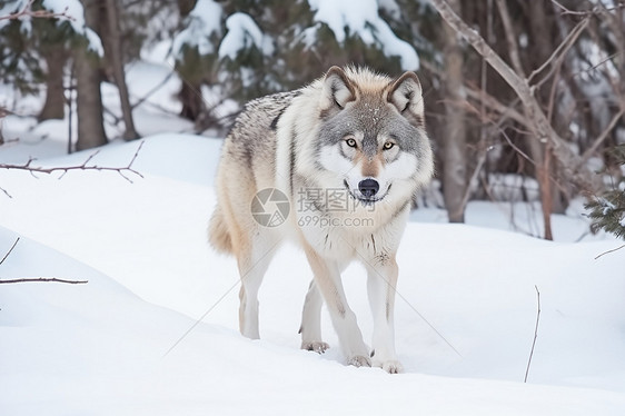 雪地上的母狼图片