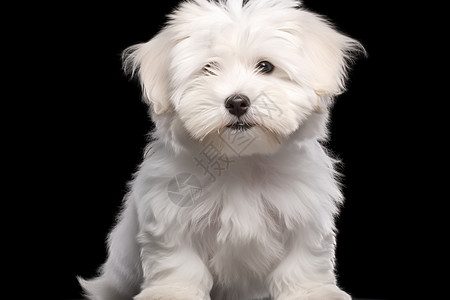 白色的小狗图片