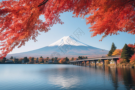 富士山枫叶秋天的富士山背景