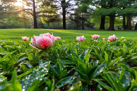 鲜花绿草公园里的风景背景