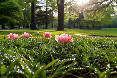 鲜花绿草公园里的露水背景