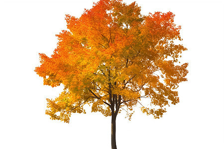 秋天的孤立枫树背景图片