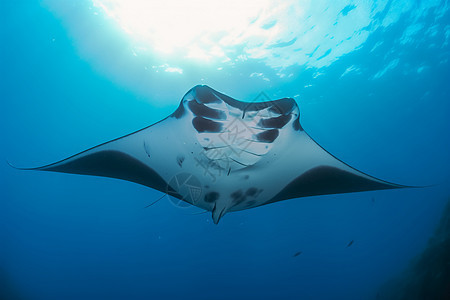 海洋生物图片