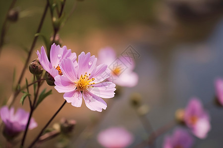 故乡的花朵背景图片