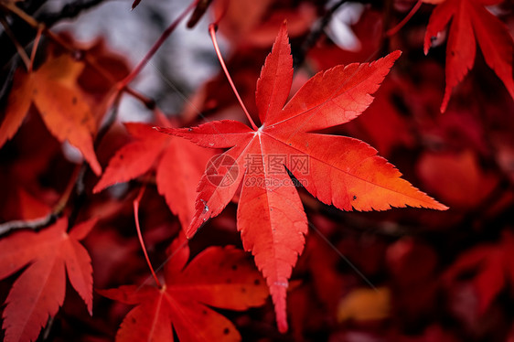 深秋的红枫树林图片
