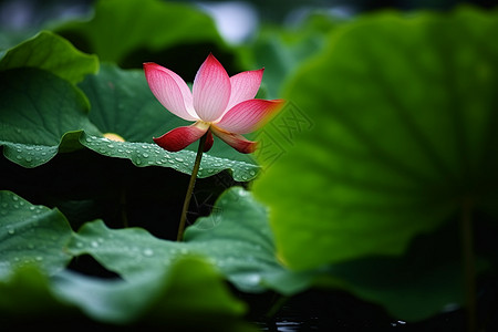 夏季池塘里的荷花图片