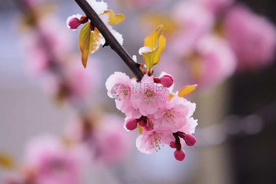 早春的桃花图片
